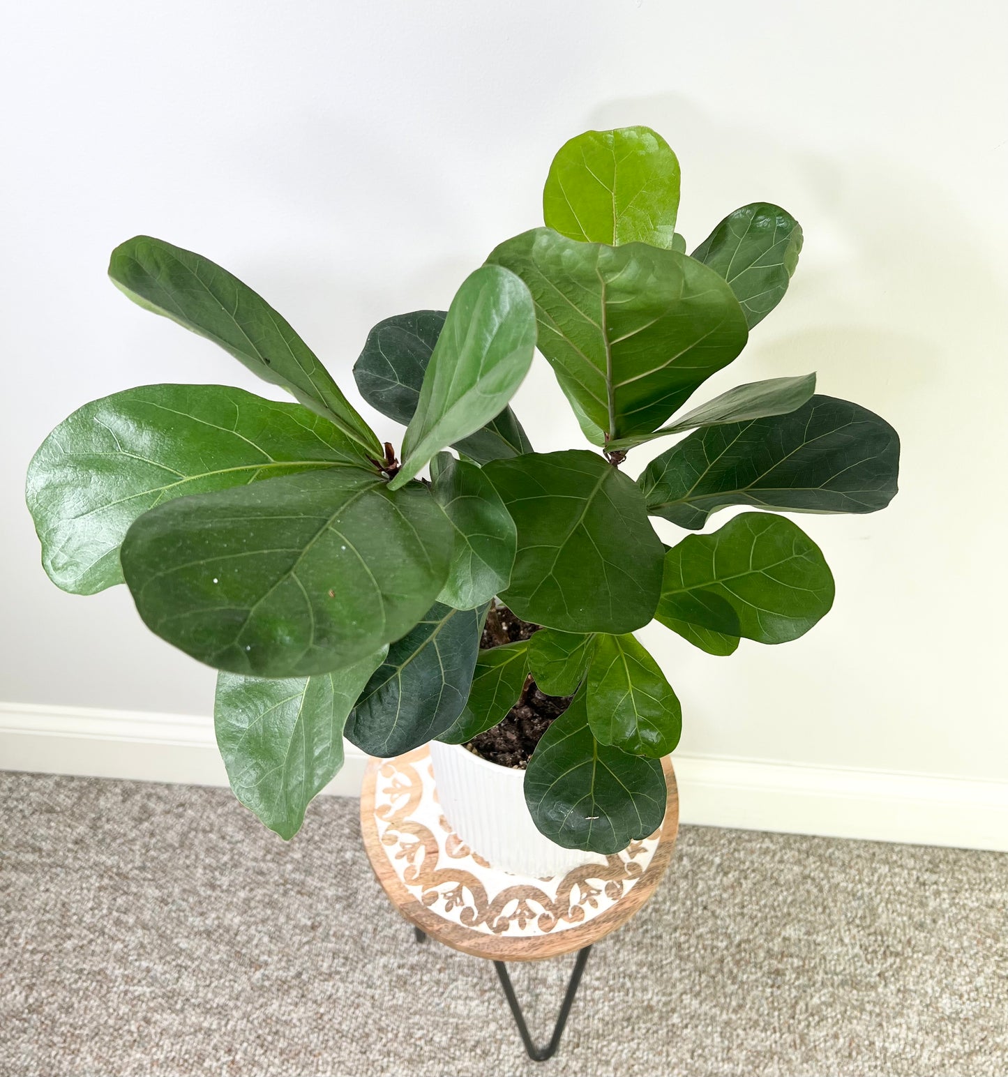 Little Fiddle Leaf Fig