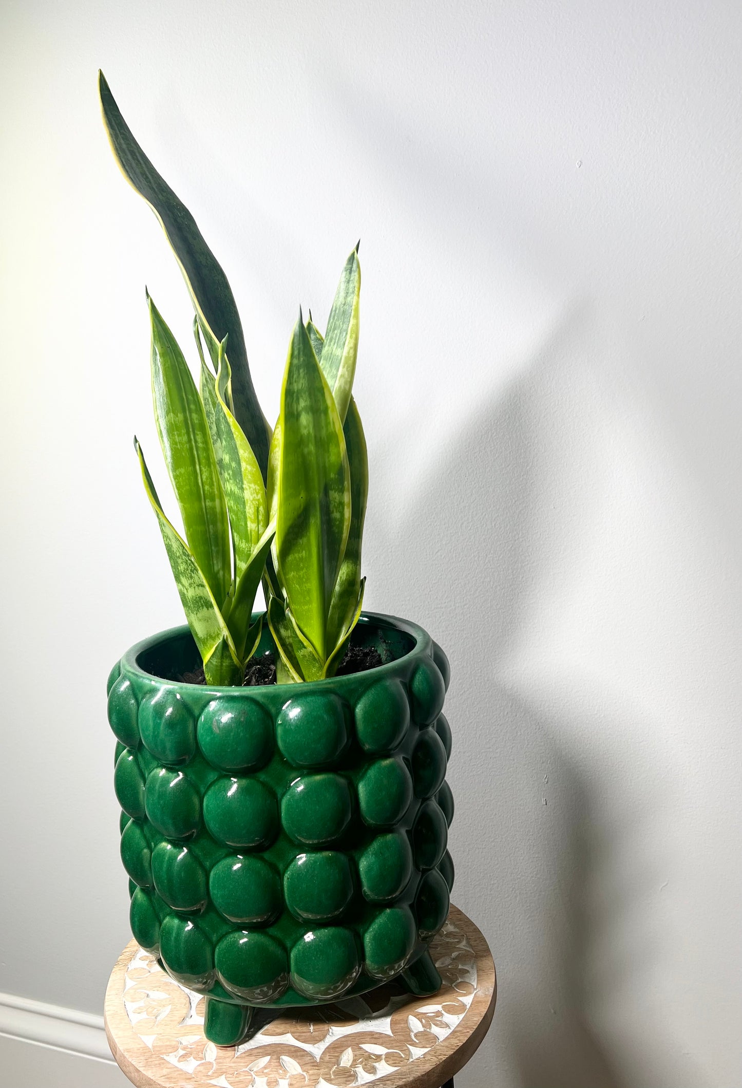 Snake Plant