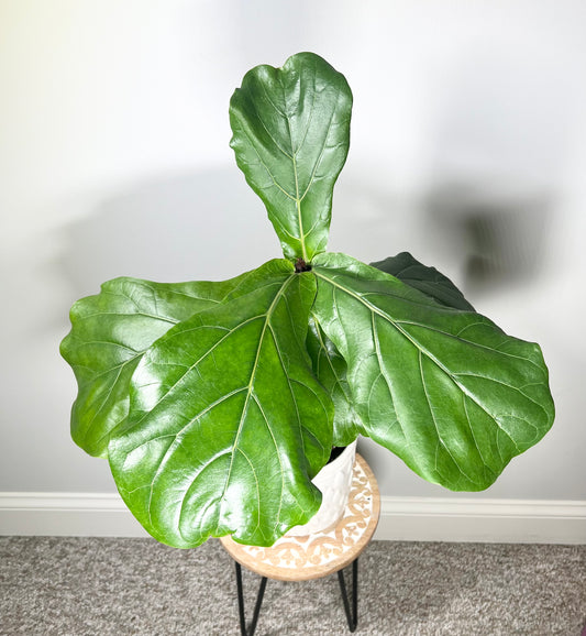 Little Fiddle Leaf Fig