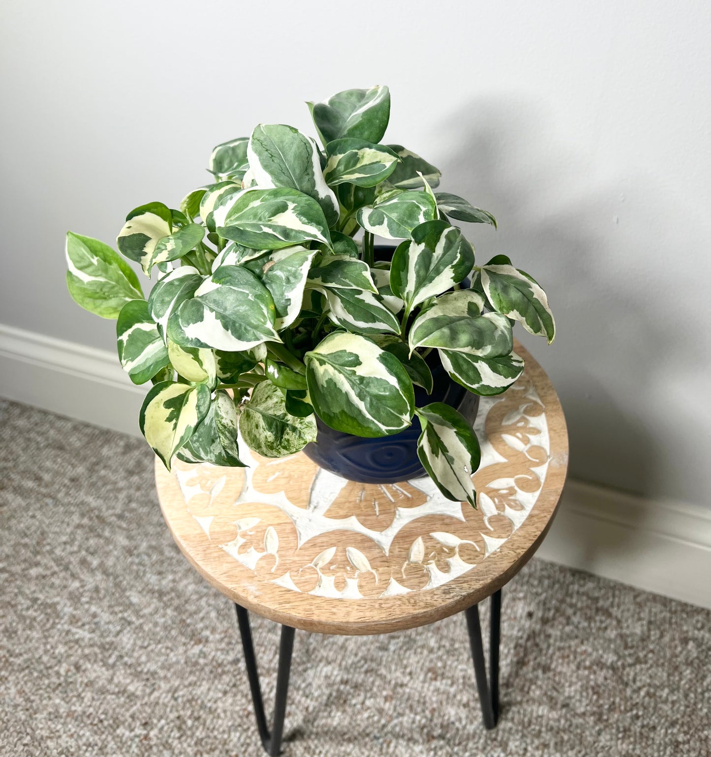 Pothos Neon Joy