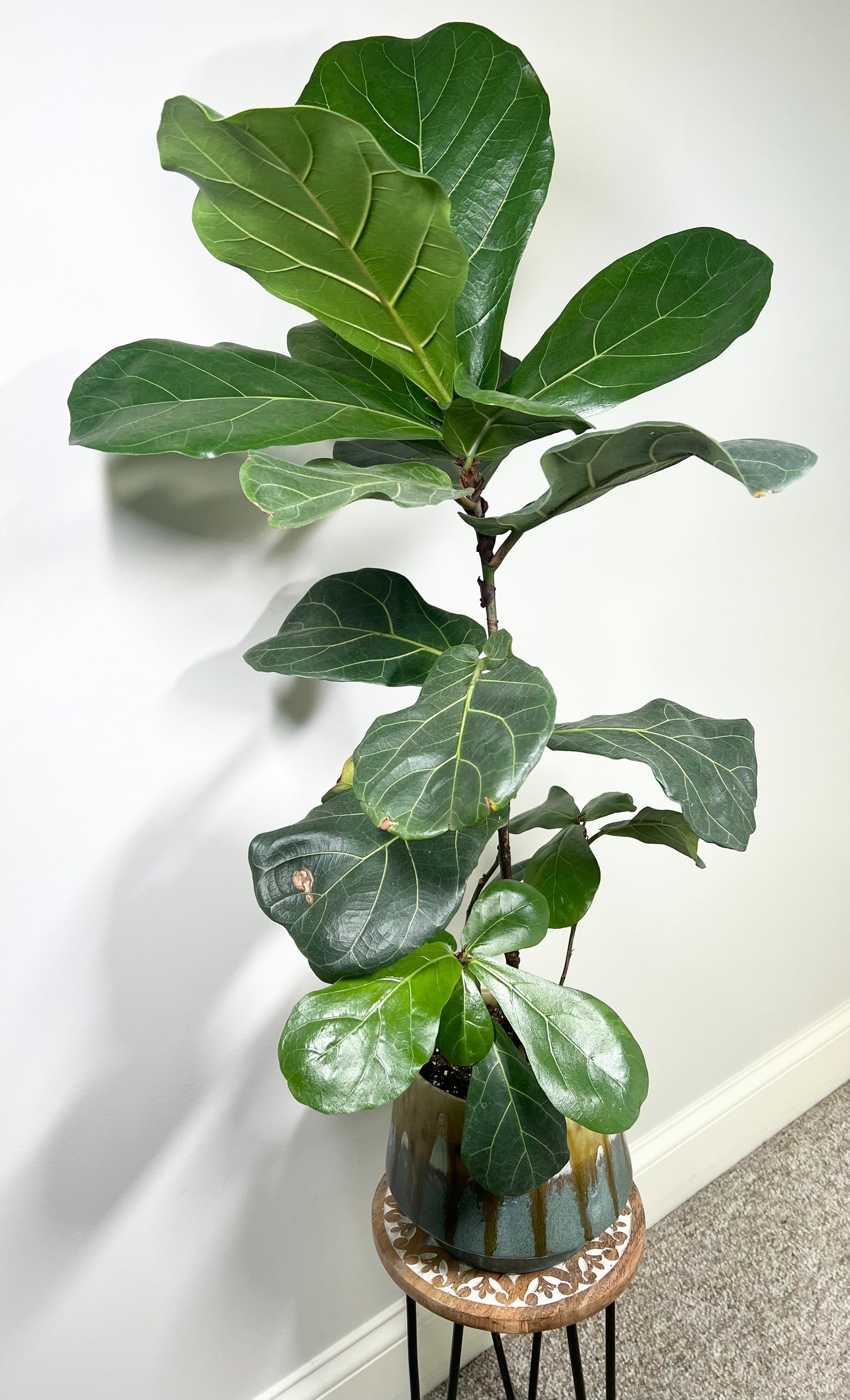 Fiddle Leaf Fig Tree