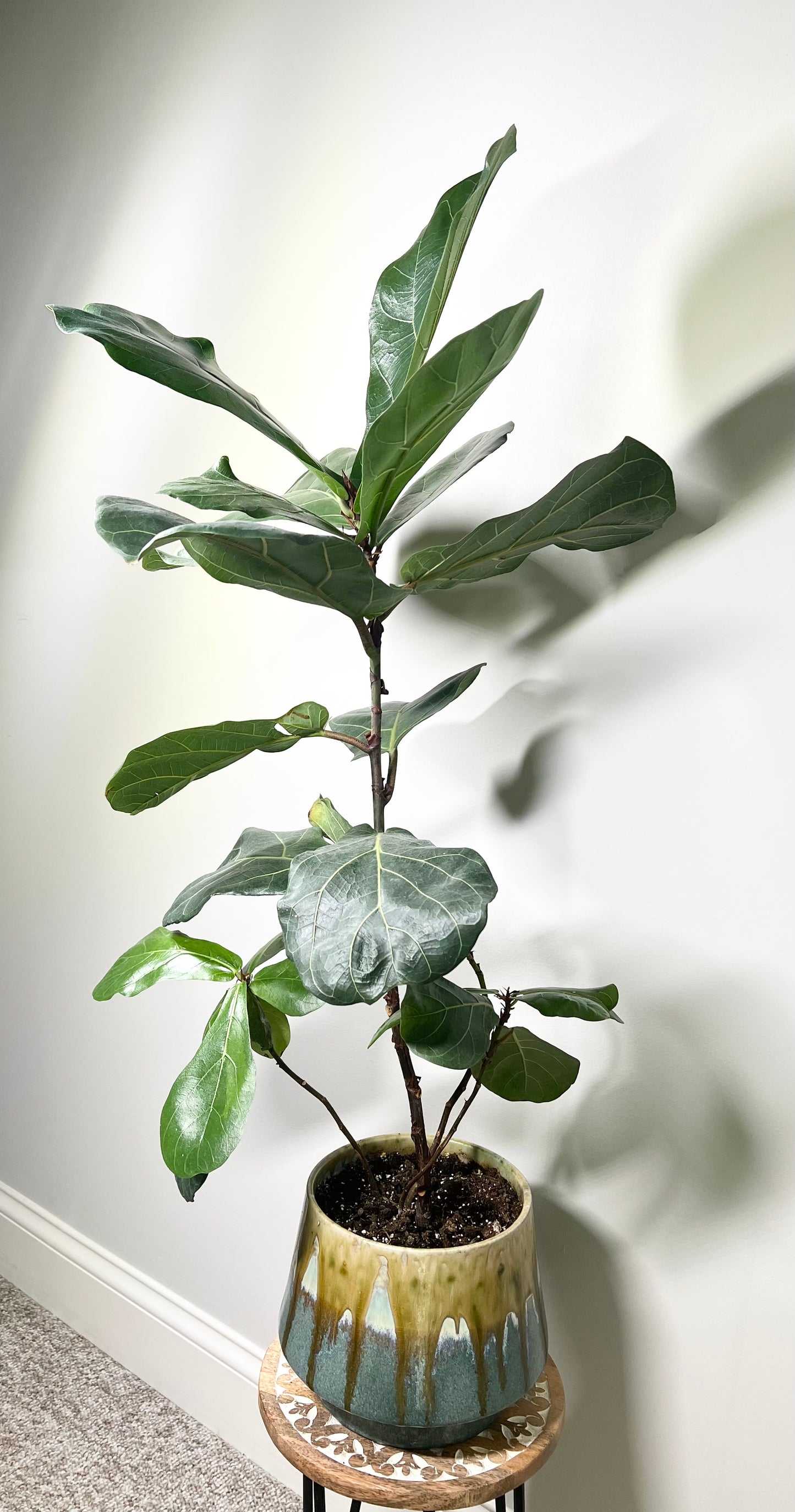 Fiddle Leaf Fig Tree