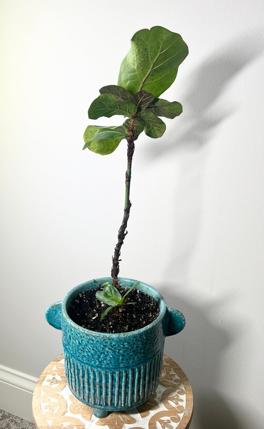 Little Fiddle Leaf Fig