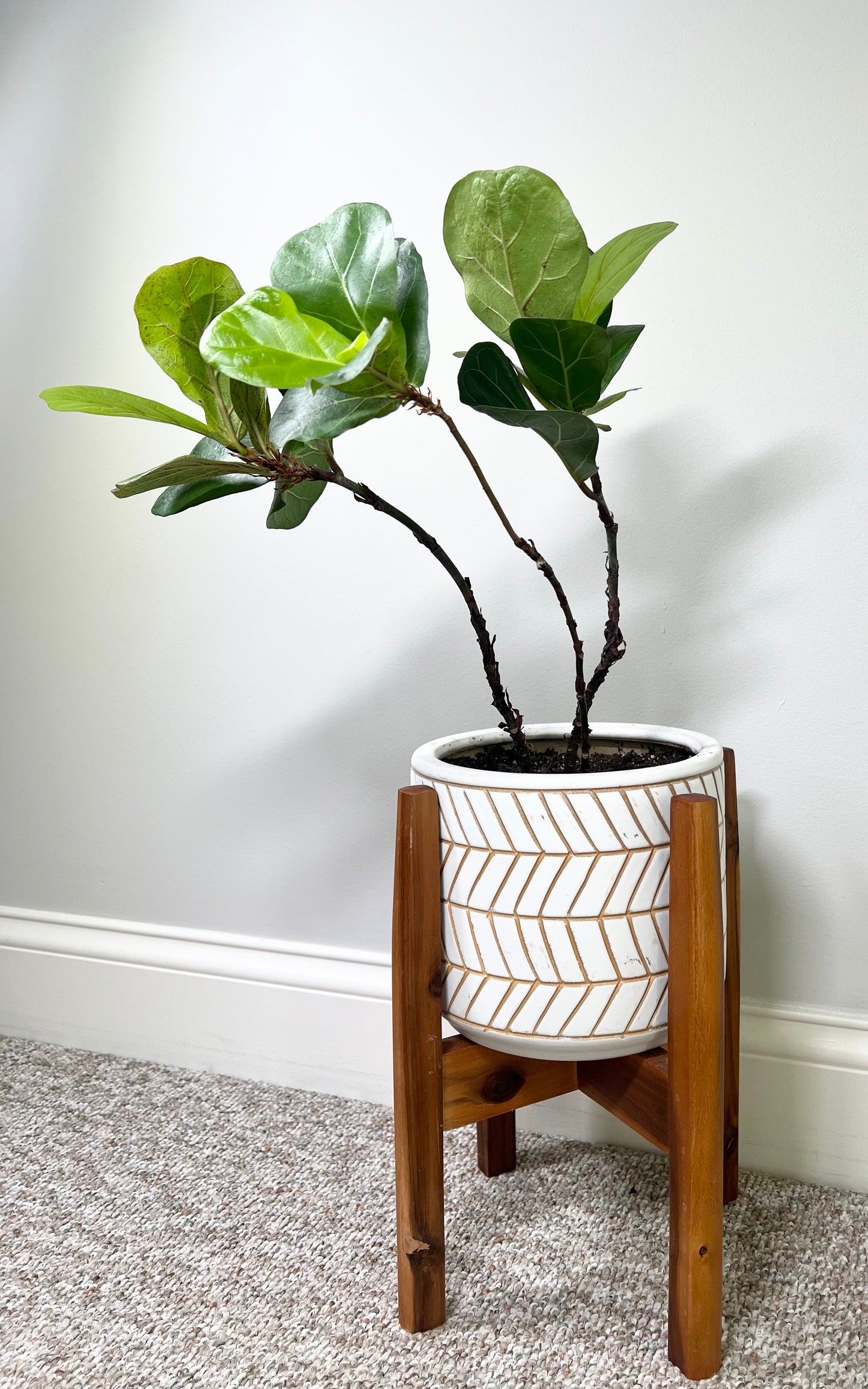 Little Fiddle Leaf Fig