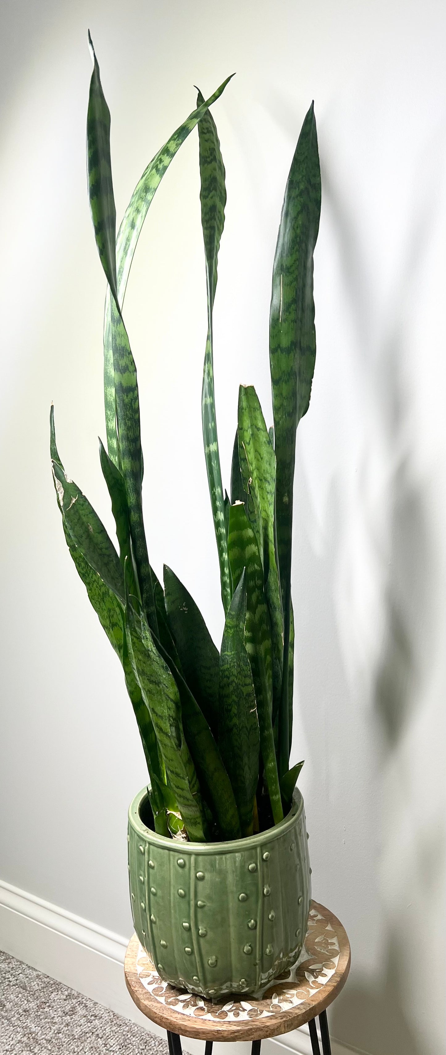 Snake Plant