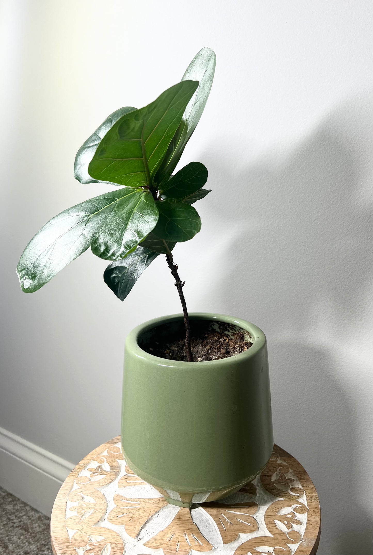 Little Fiddle Leaf Fig