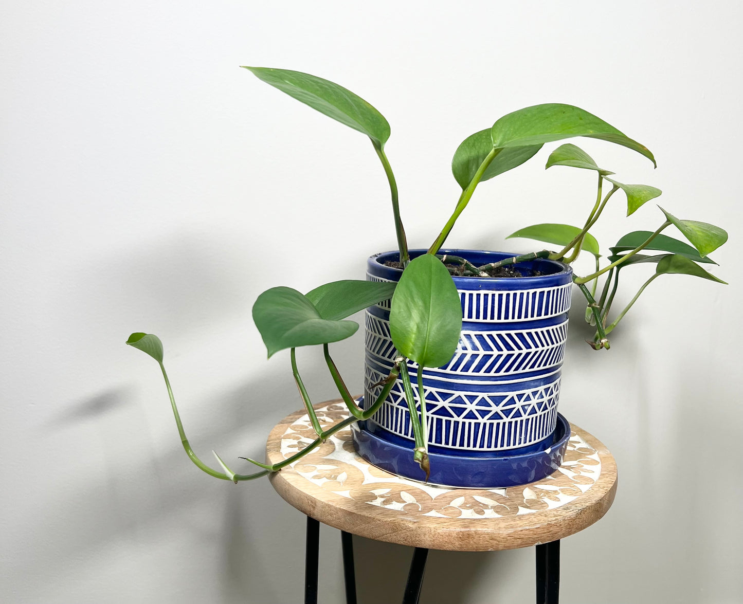 Global Green Pothos