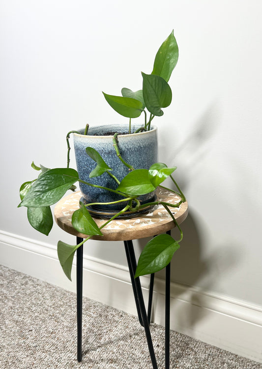 Global Green Pothos