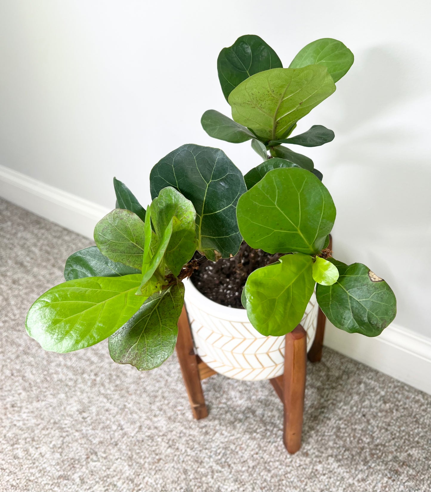 Little Fiddle Leaf Fig