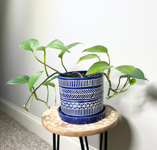 Global Green Pothos