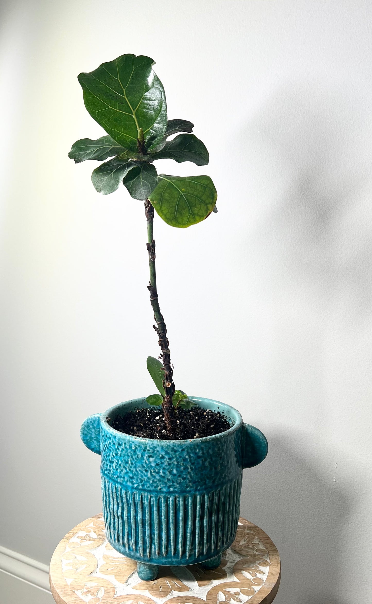 Little Fiddle Leaf Fig