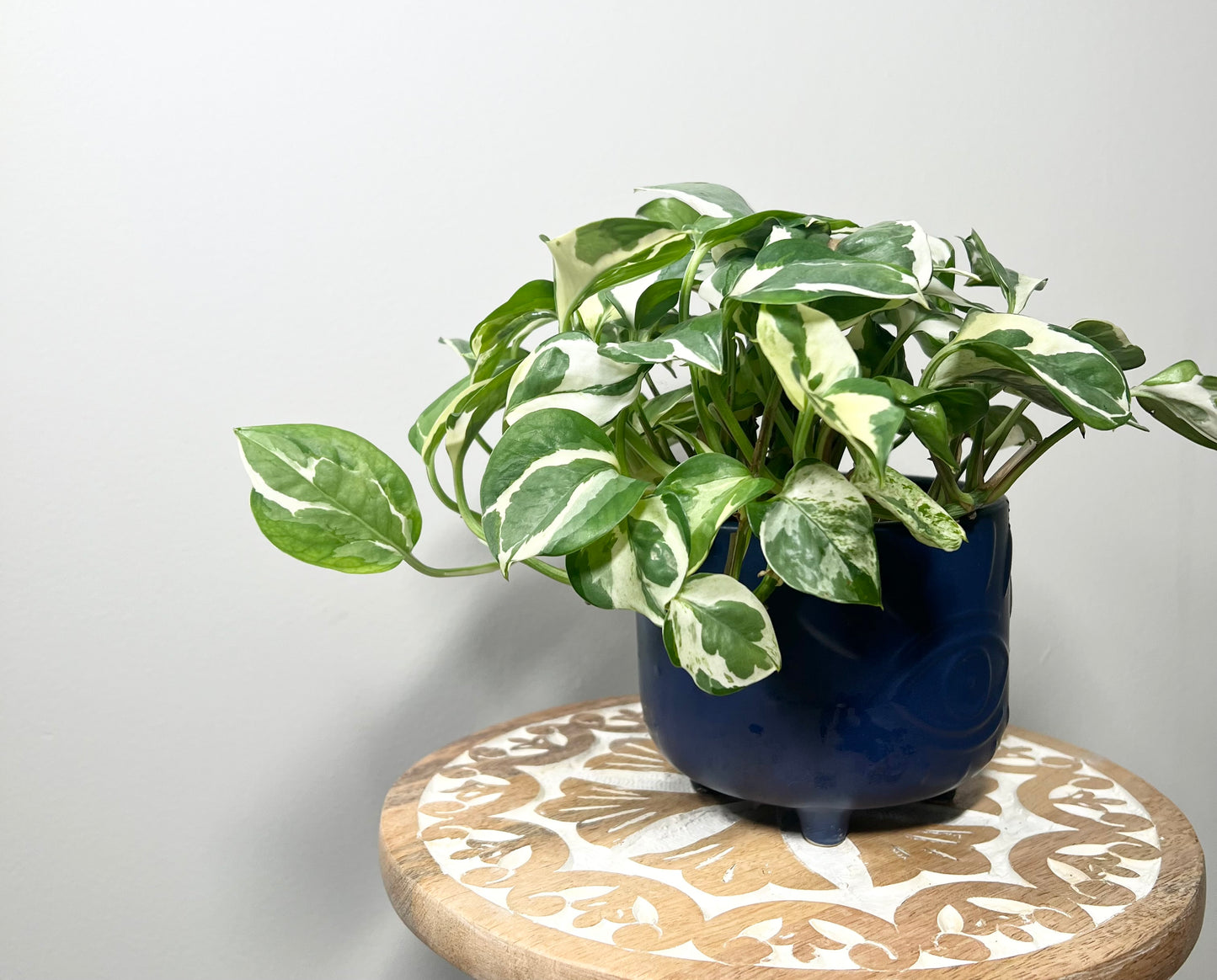 Pothos Neon Joy