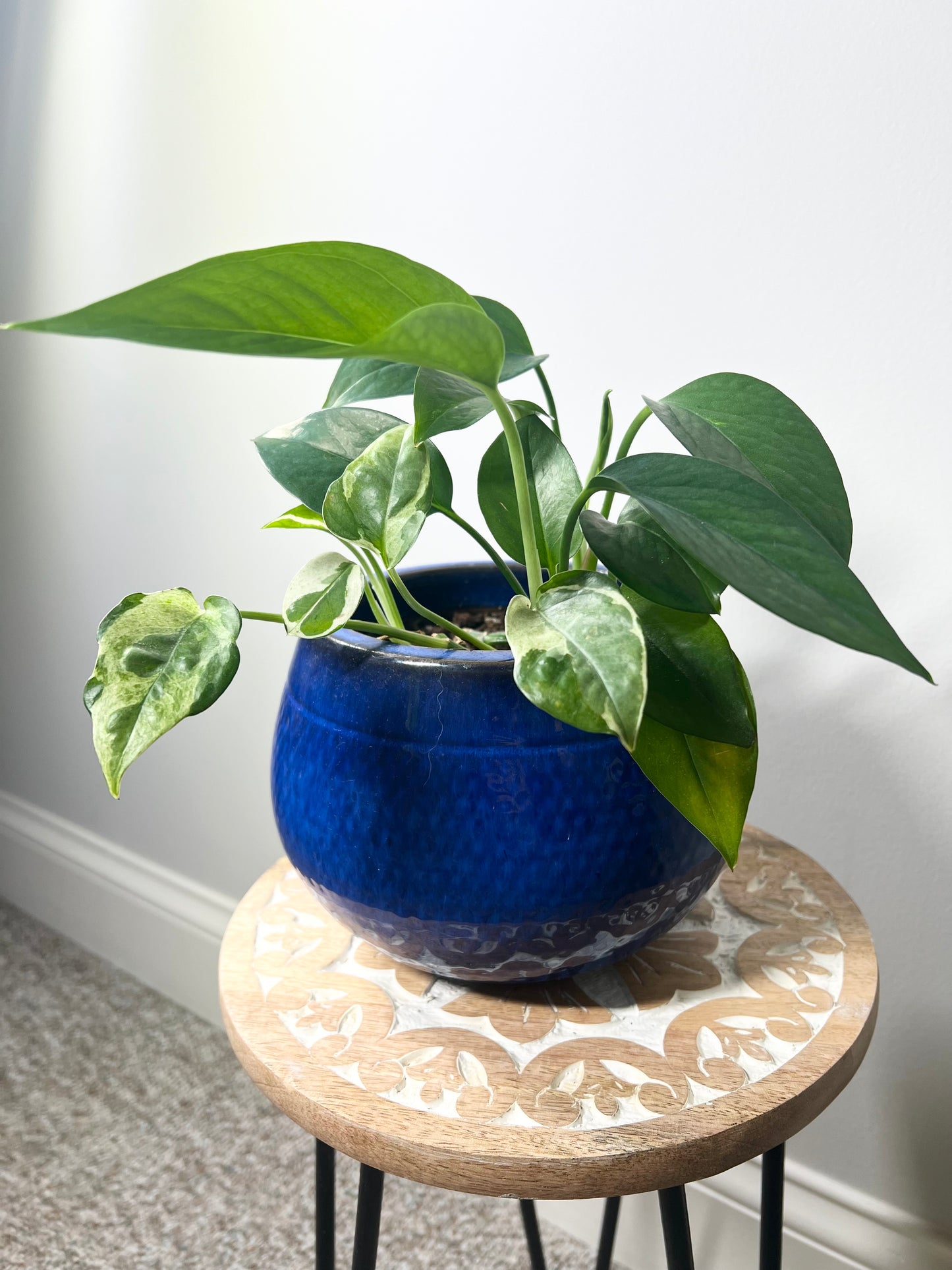 Golden Pothos