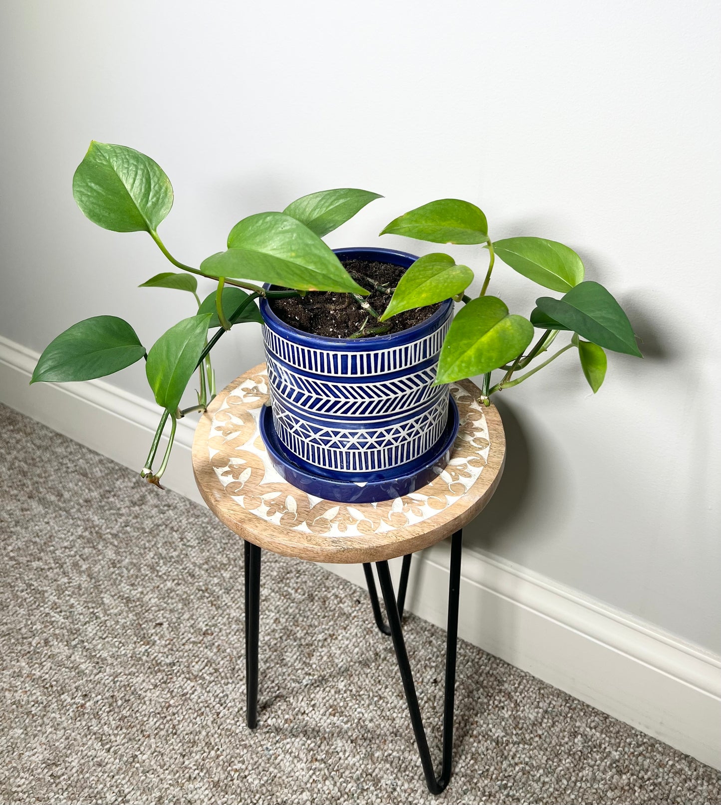 Global Green Pothos