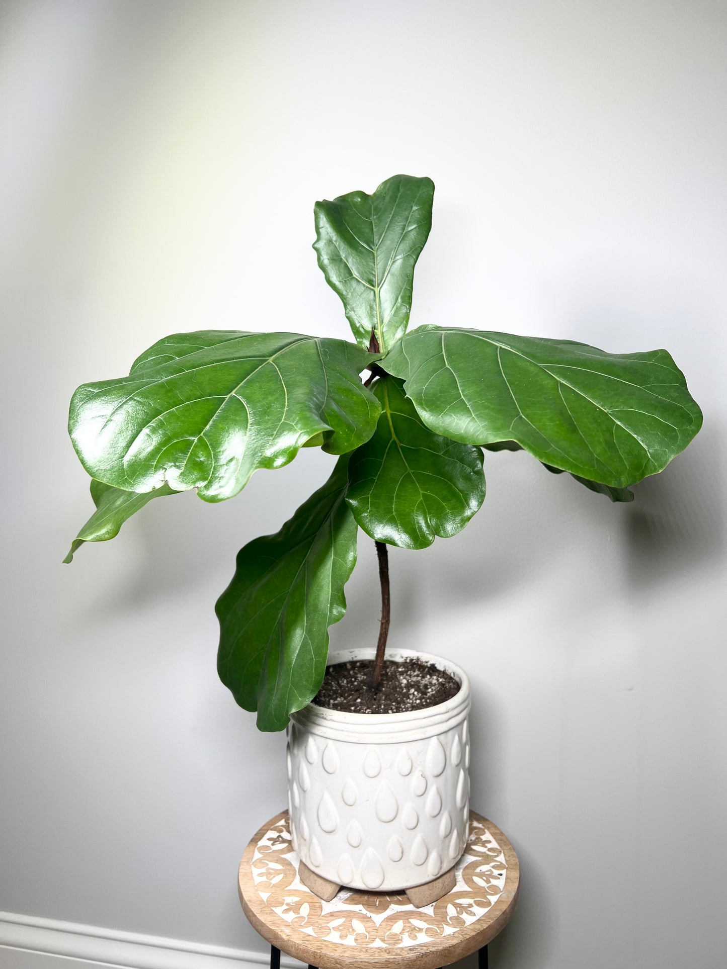 Little Fiddle Leaf Fig