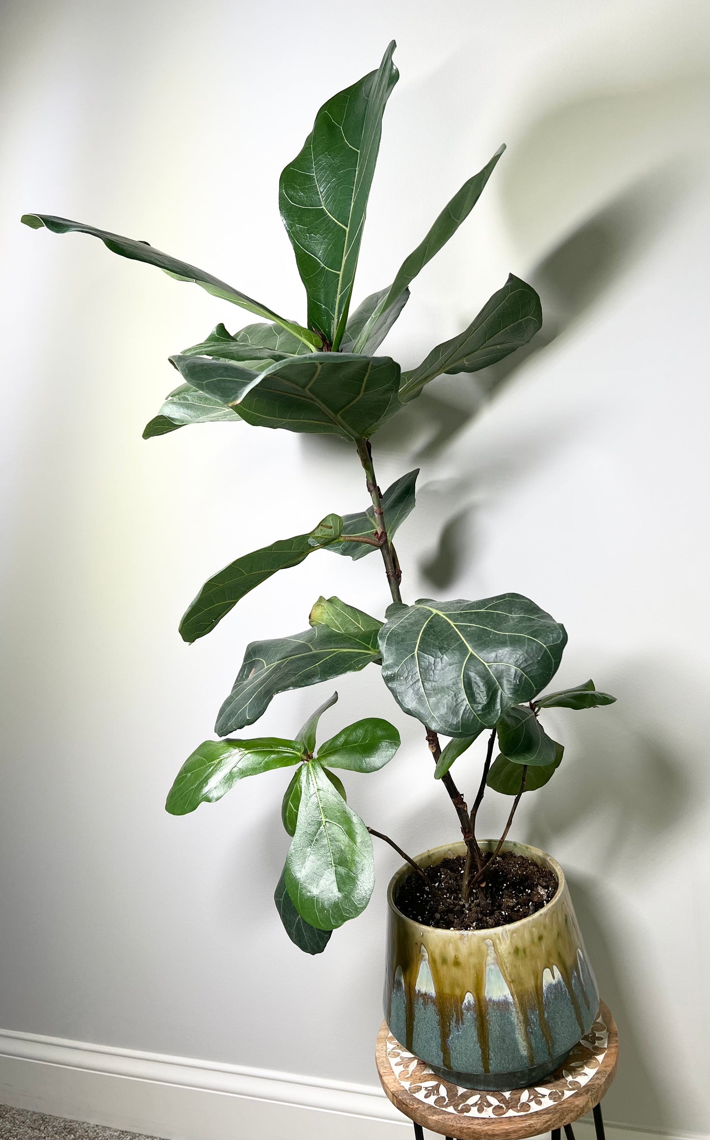 Fiddle Leaf Fig Tree