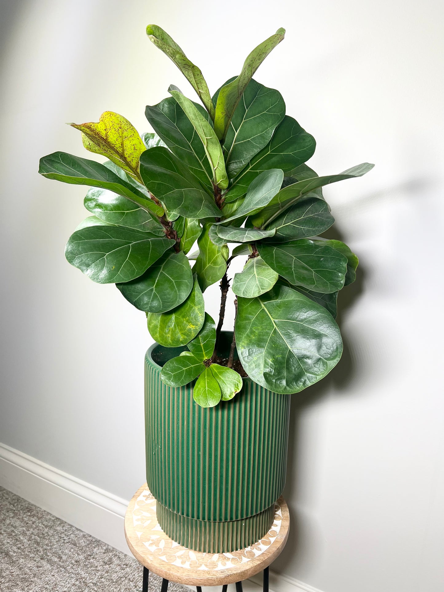 Little Fiddle Leaf Fig