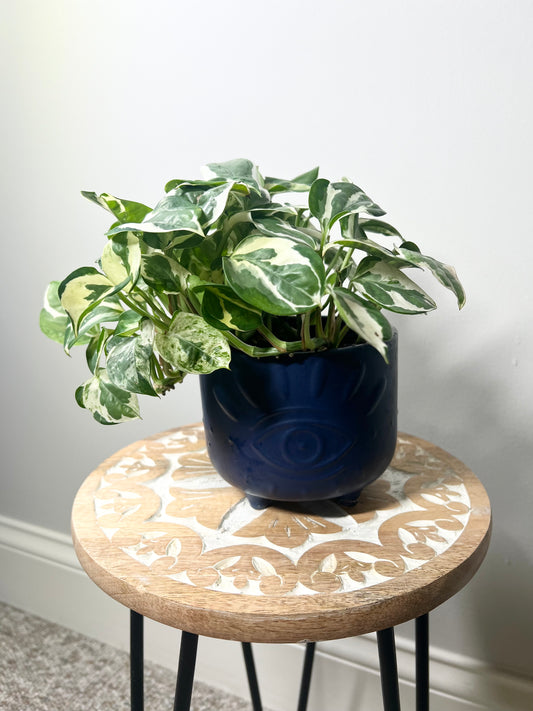 Pothos Neon Joy