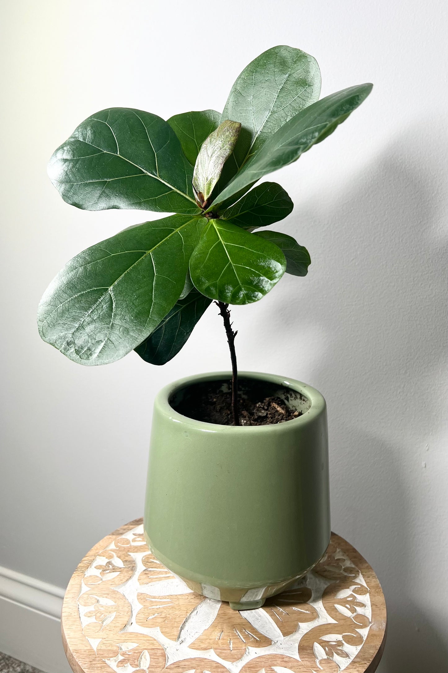 Little Fiddle Leaf Fig