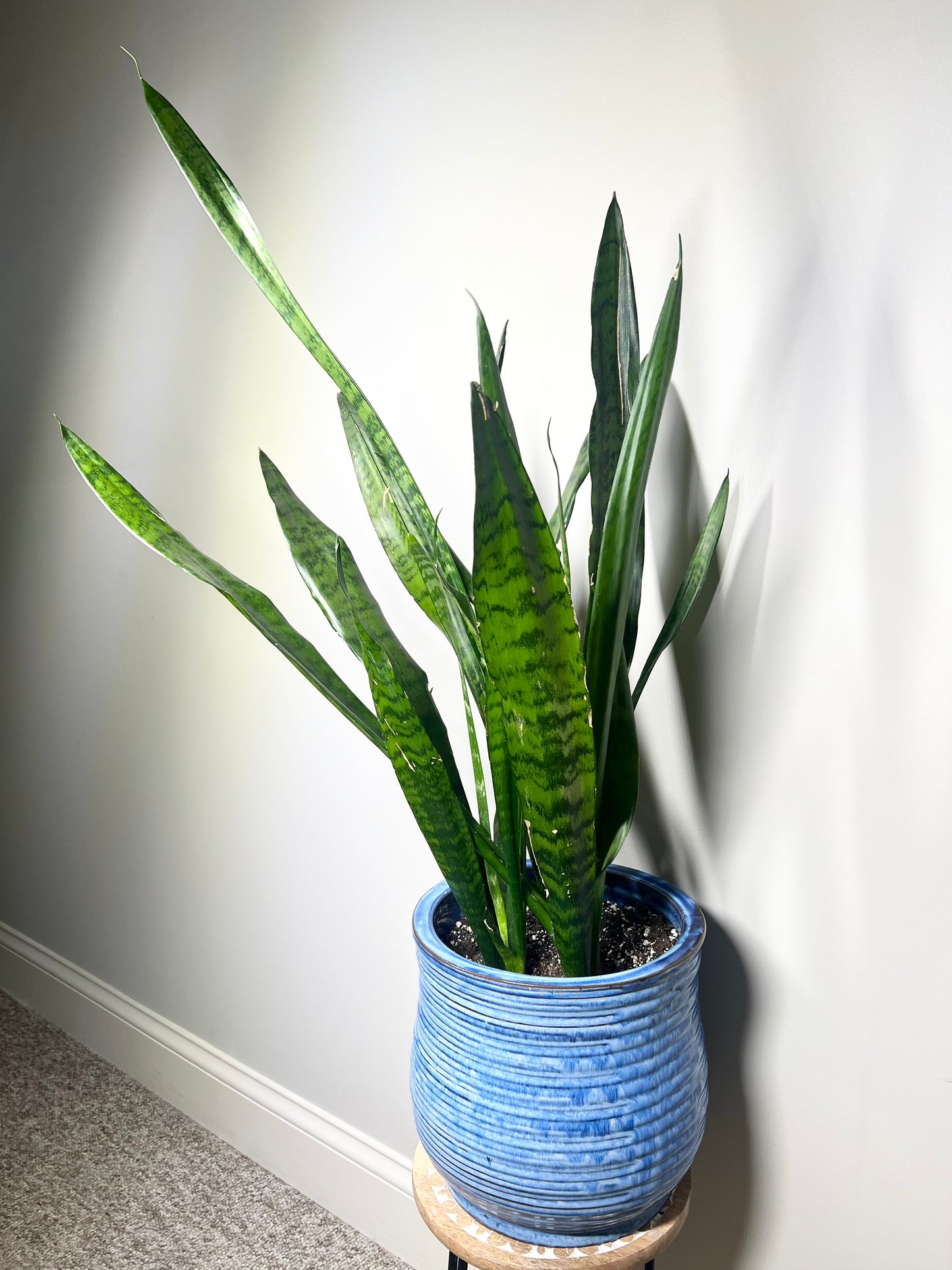 Snake Plant