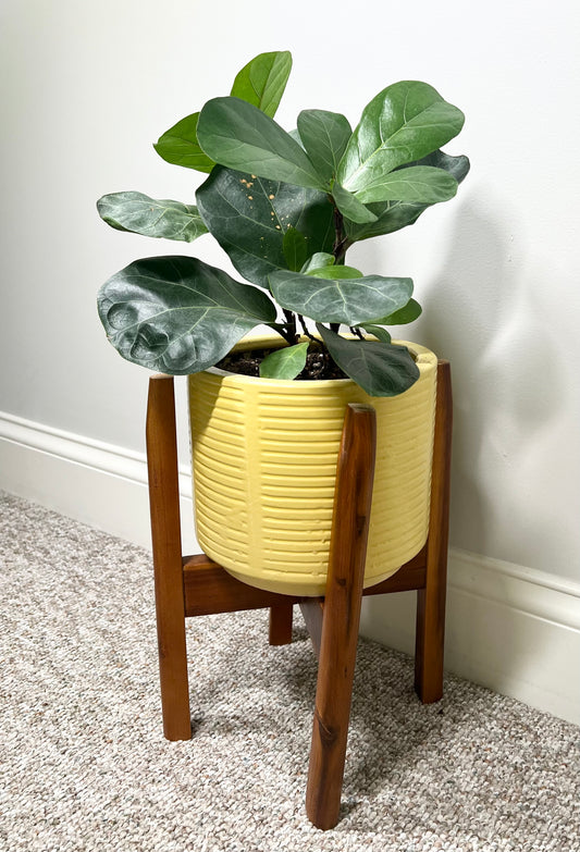 Little Fiddle Leaf Fig