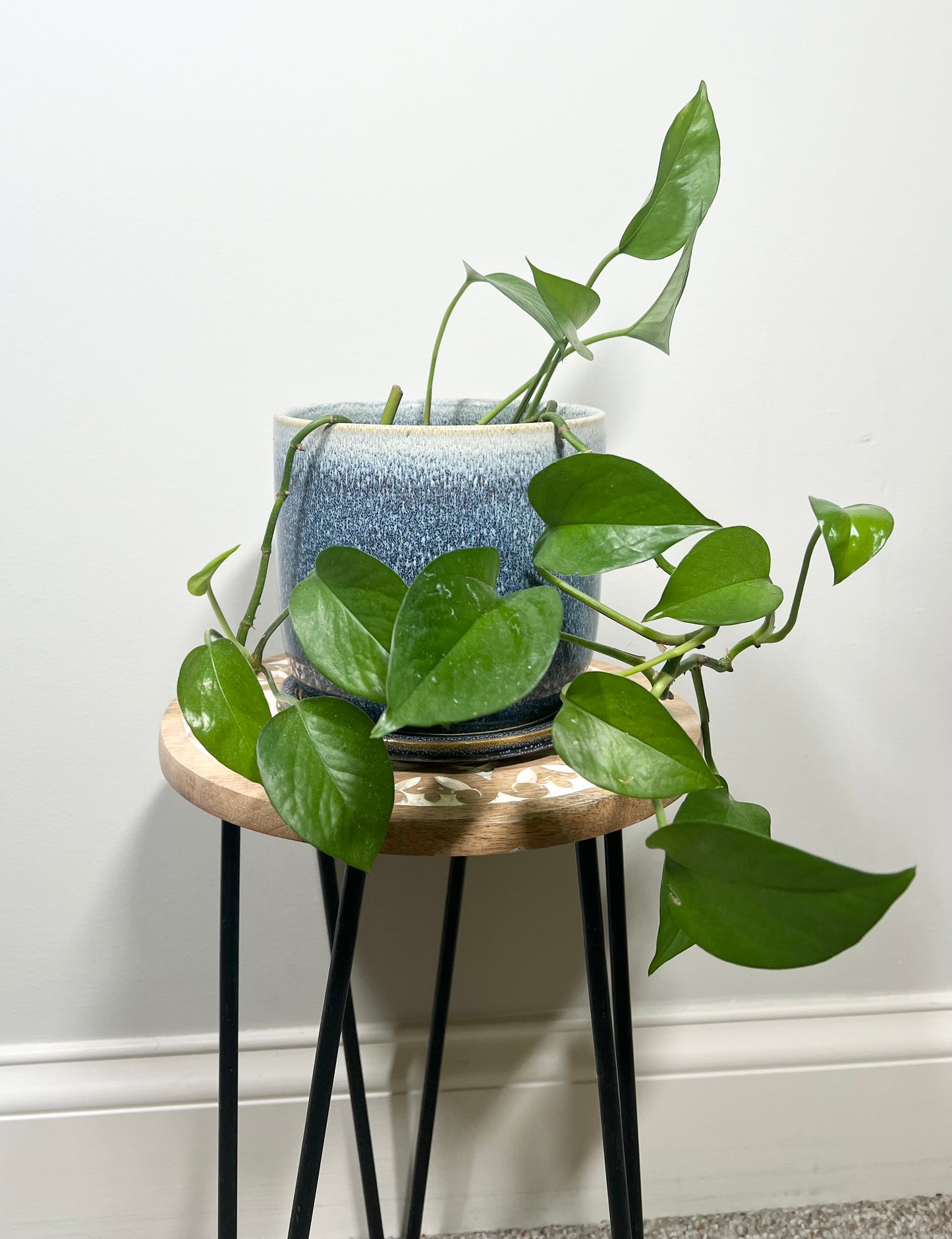 Global Green Pothos