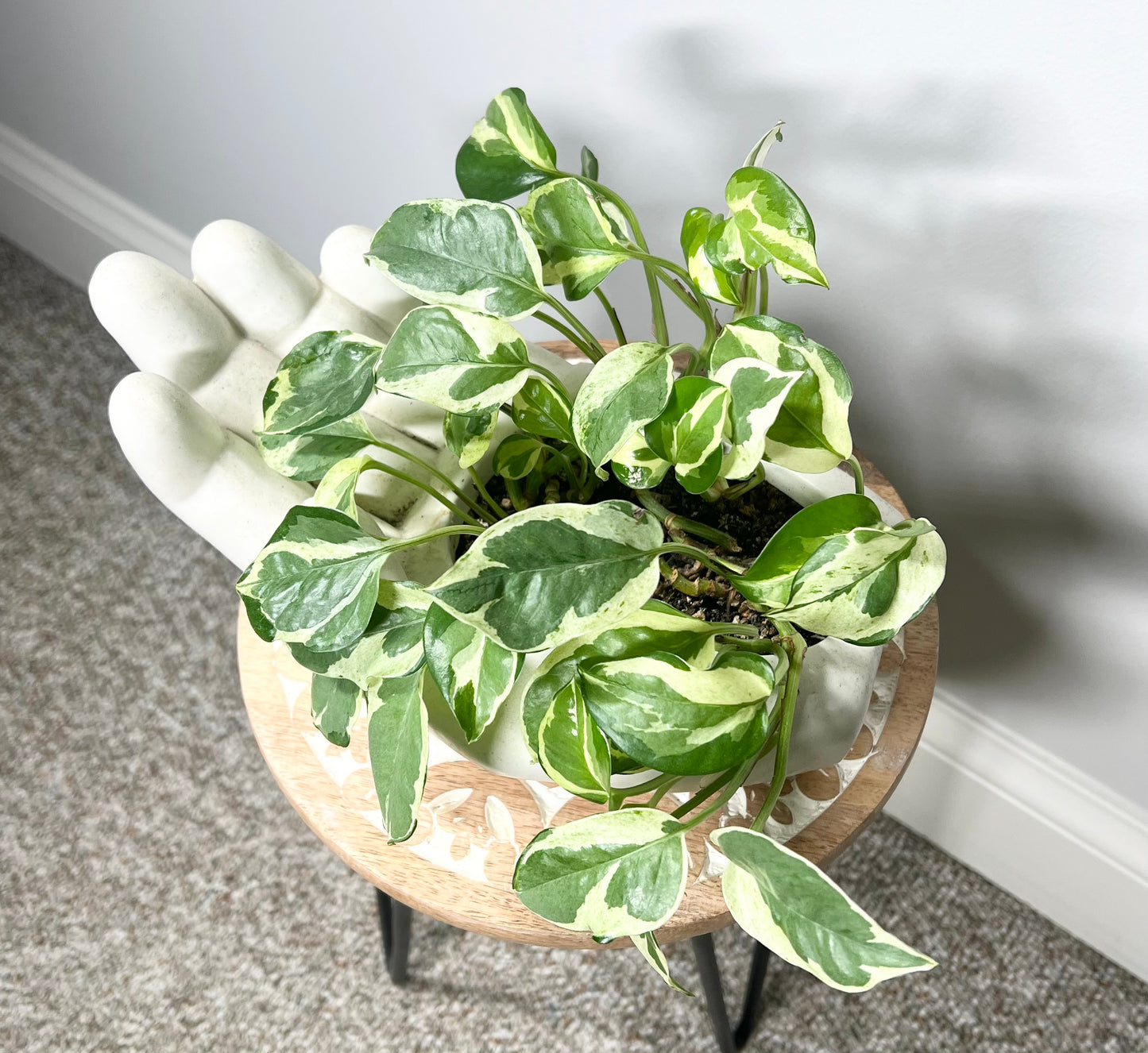 Pothos Neon Joy