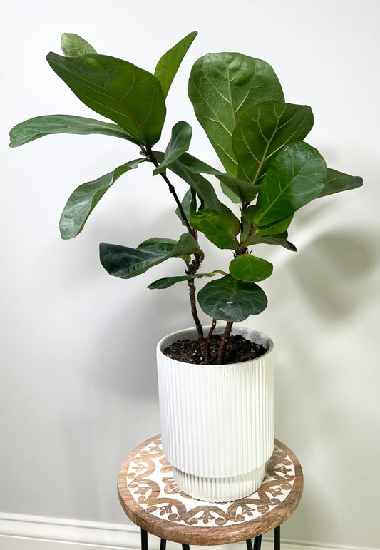 Little Fiddle Leaf Fig