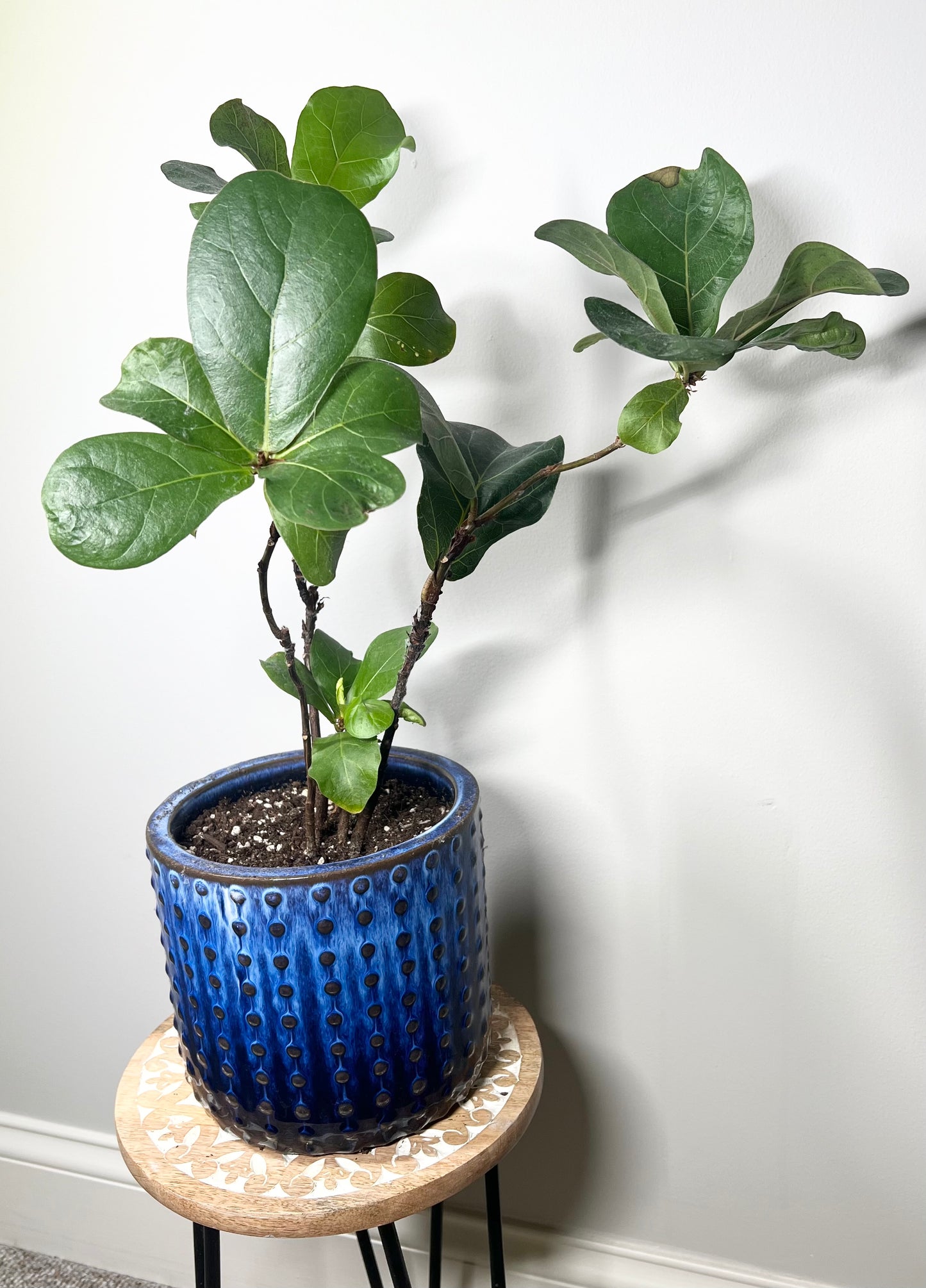 Little Fiddle Leaf Fig