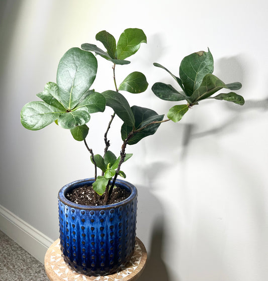 Little Fiddle Leaf Fig