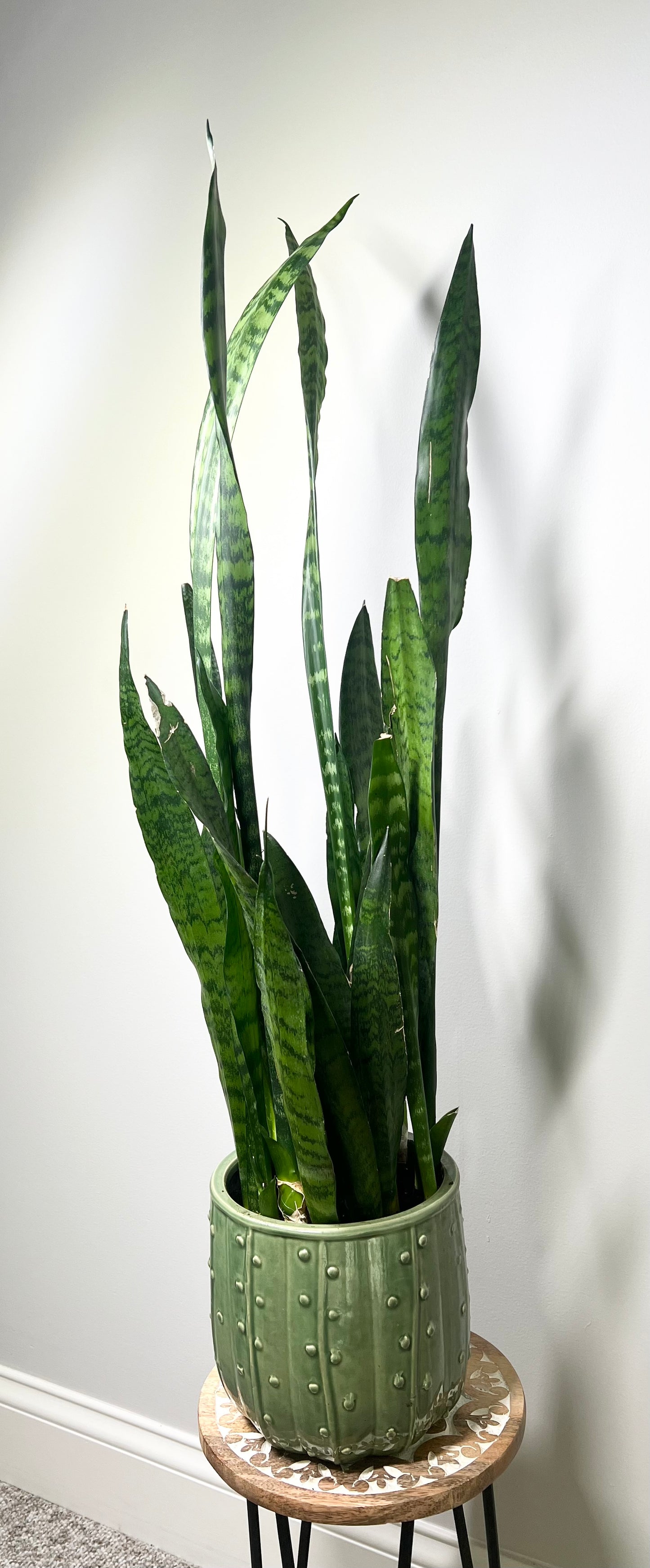 Snake Plant