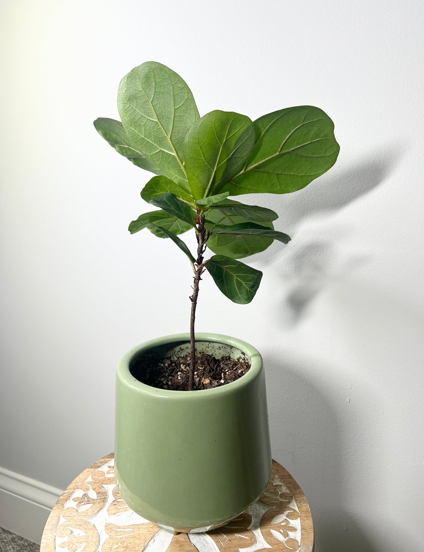 Little Fiddle Leaf Fig