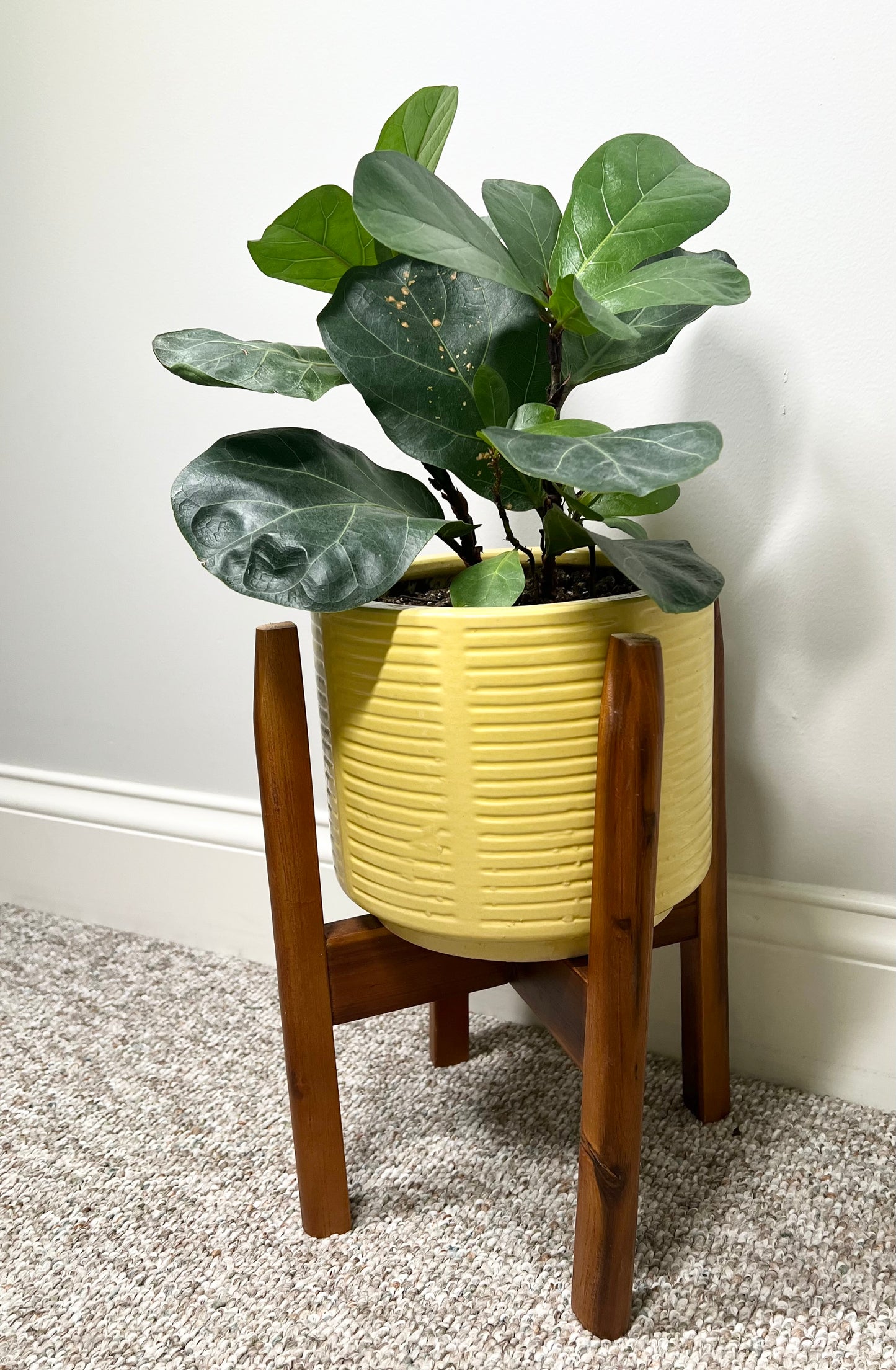 Little Fiddle Leaf Fig