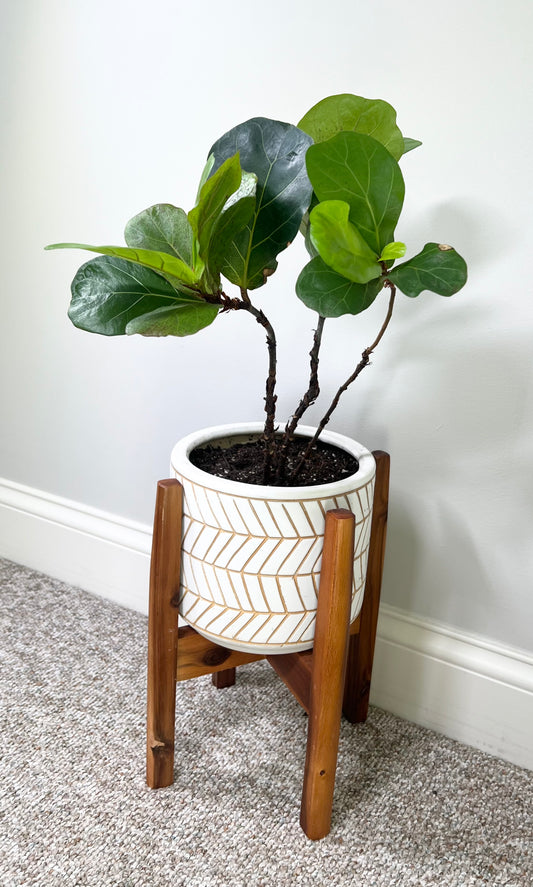 Little Fiddle Leaf Fig