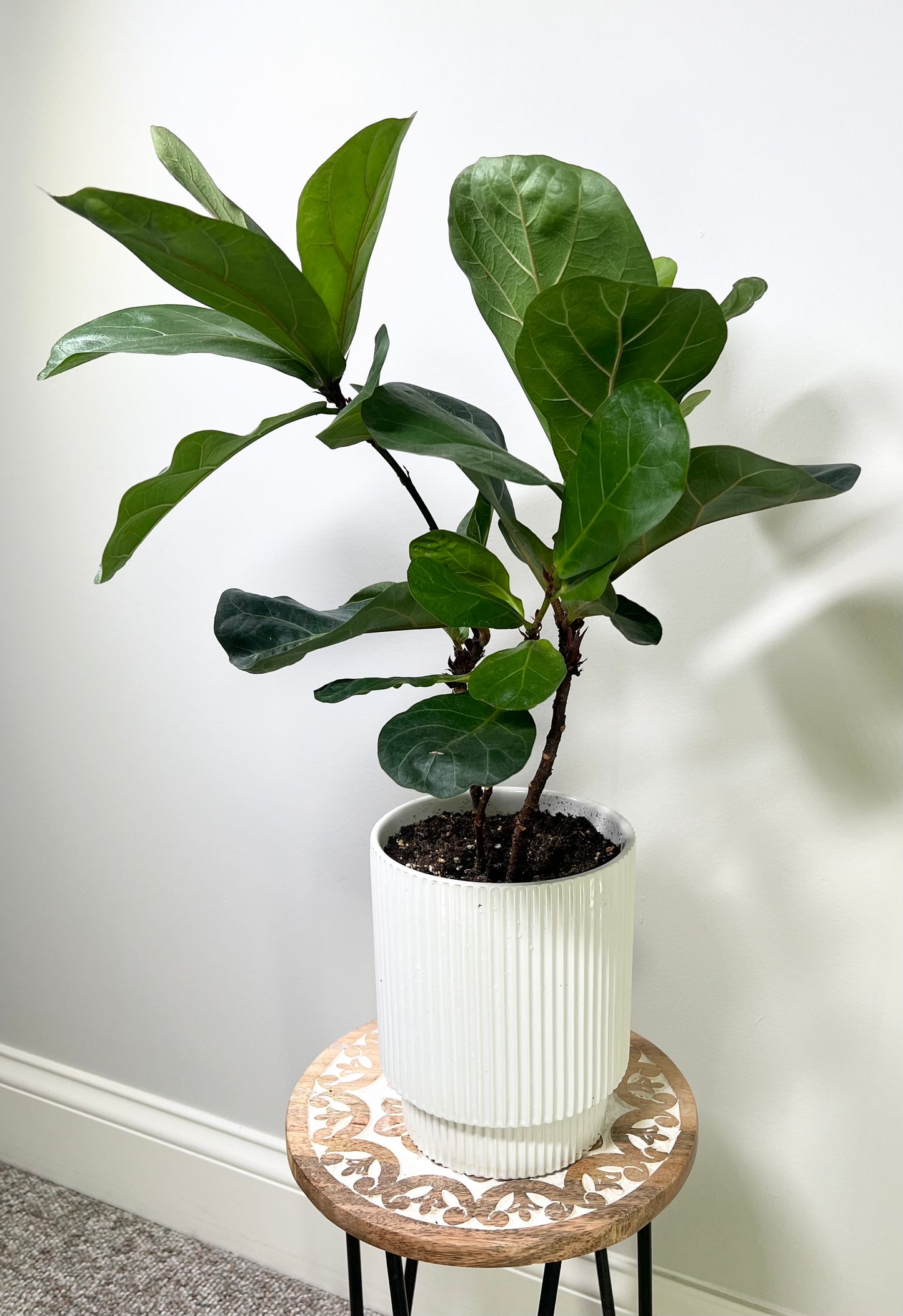 Little Fiddle Leaf Fig