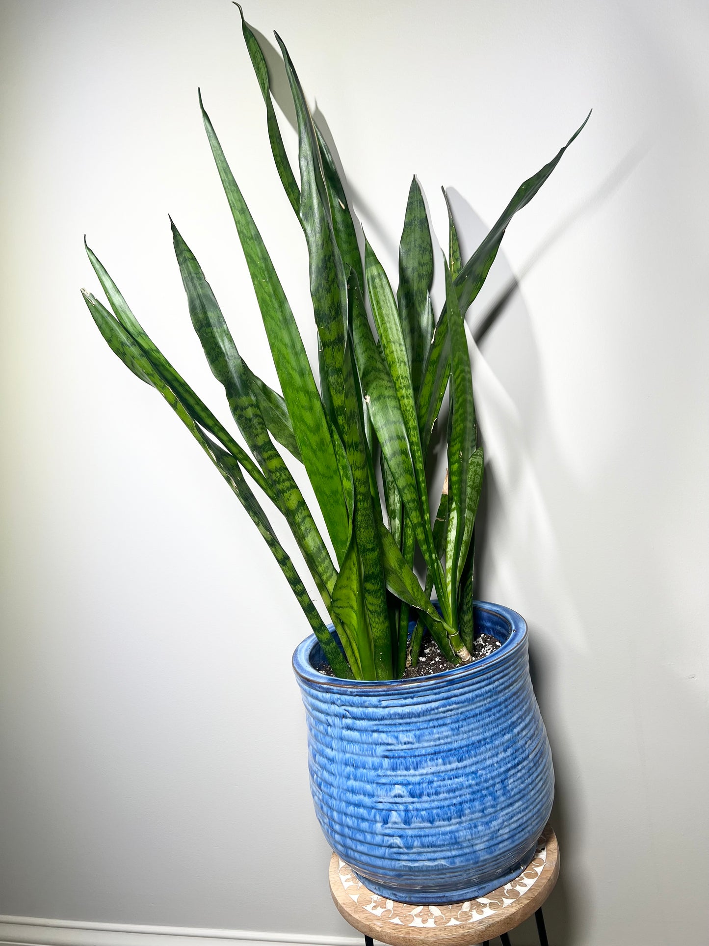 Snake Plant