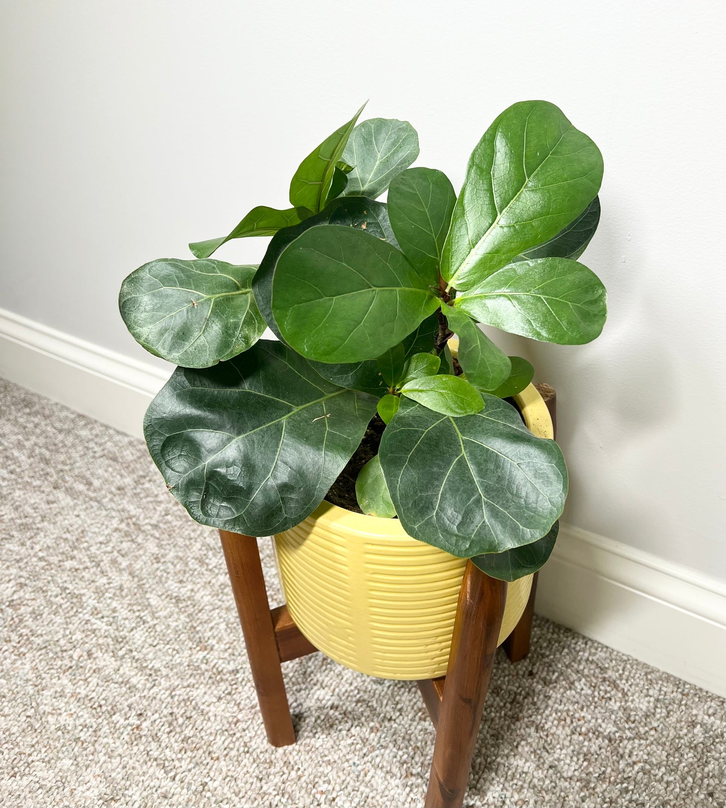 Little Fiddle Leaf Fig