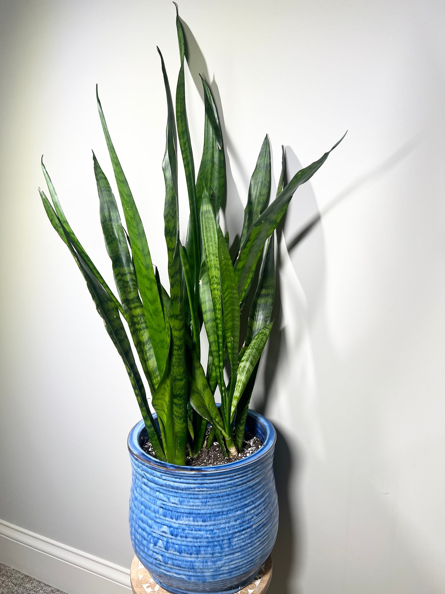 Snake Plant