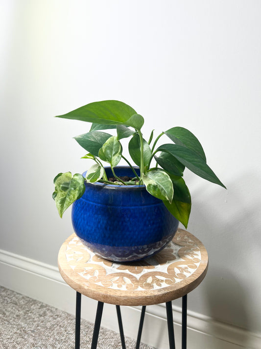 Golden Pothos