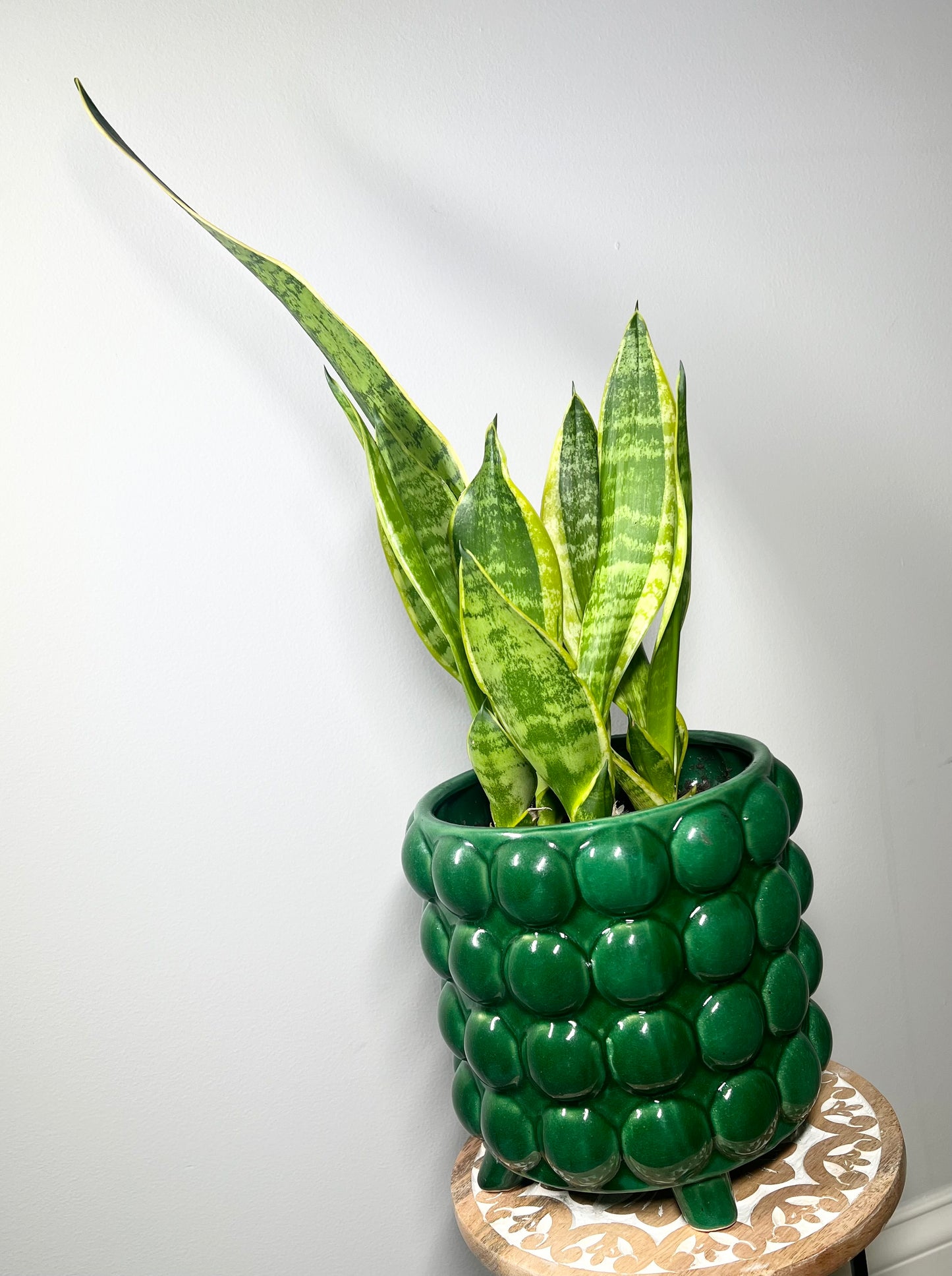 Snake Plant